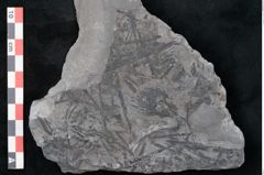 Foto (Detailansicht) von Calamites sp.  (NHMW-GEO-2024-0188-11009)